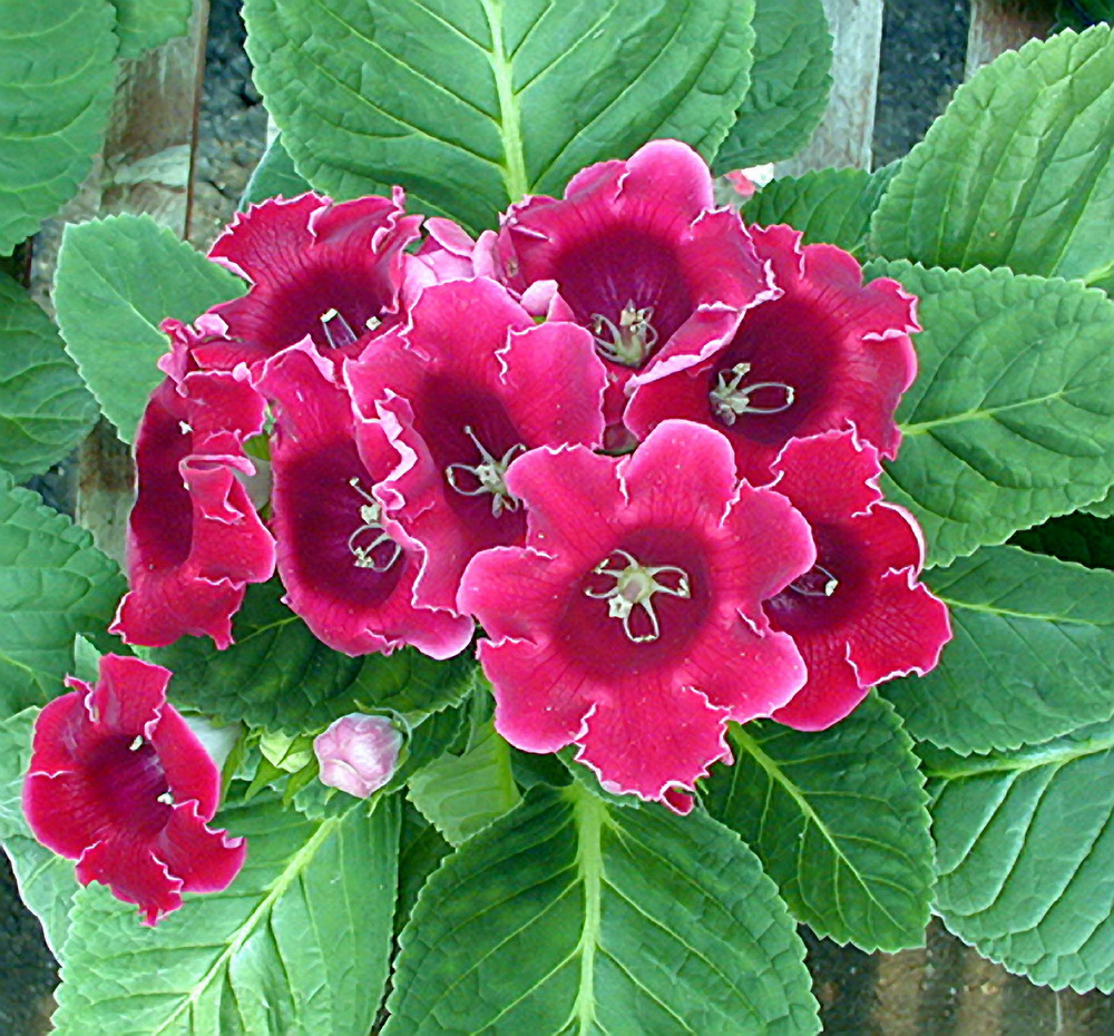 Gloxinia Speciosa